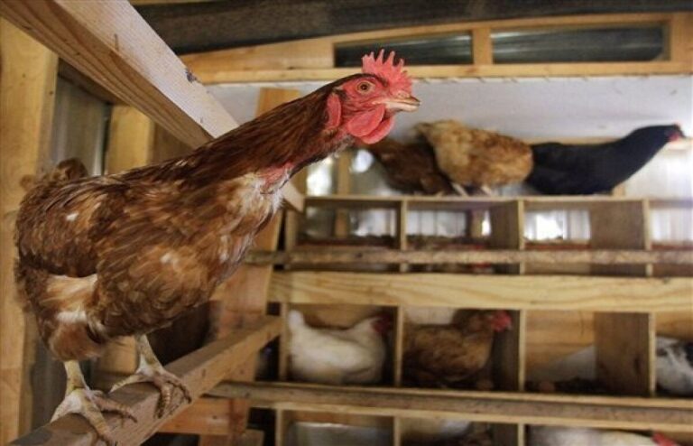 Hillandale Farms Sheds Light On Animal Welfare Certifications and Claims Relevant To Egg Farming