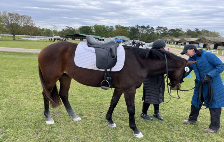 What Makes a Dressage Saddle Different?